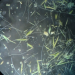 Bild genom lupp som föreställer de för Östersjön vanliga cyanobakterierna nodularia och aphanizomeno