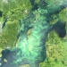 Cyanobacterial bloom in the Baltic Sea July 11, 2005