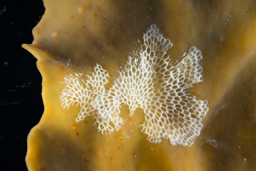 Mossdjuret Electra crustulenta, tångbark, på en tångplanta. Bilden visar en vackert mönstrad koloni, men djuren är tyvärr borta, bara skalet är kvar. Foto: Azote/ Niclas Wijkmark