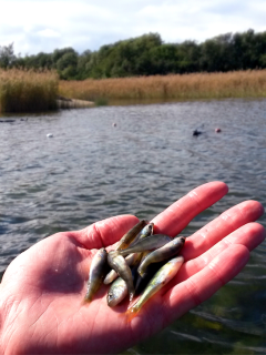 Juvenile perch. Photo: Joakim Hansen/Baltic Sea Centre.