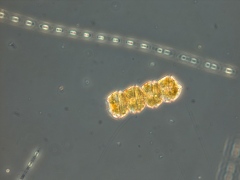 Dinoflagellaten Peridiniella catenata i en koloni med fyra celler. De kan röra sig genom vattnet med hjälp av små flageller, svansar. Foto: Helena Höglander