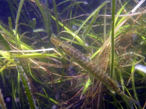 Ett gäddyngel gömmer sig i ålgräset. Foto: Ulf Bergström