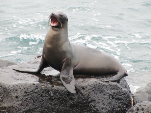 Tidigare MFS-studenter har till exempel deltagit i forskningsprojekt om sjölejonen på Galapagos. 