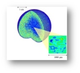 MSF: Radiobiological modelling