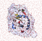 Aqueous lysozyme A model of aqueous lysozyme showing a secondary structure of the protein and an atomic solvent model