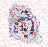 A model of aqueous lysozyme showing a secondary structure of the protein and an atomic solvent model