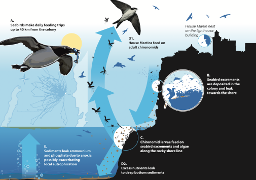 Nutrients from isheating seabirds to the seabed and up in the sky