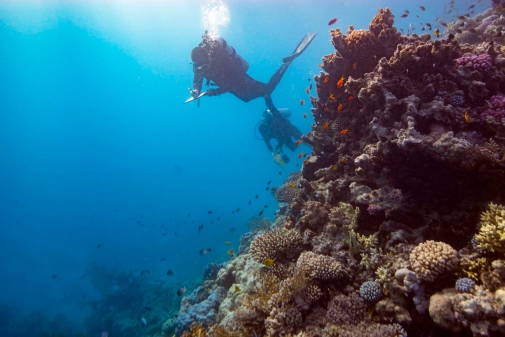 Divers conduct research on thriving coral reef in Saudi Arabia