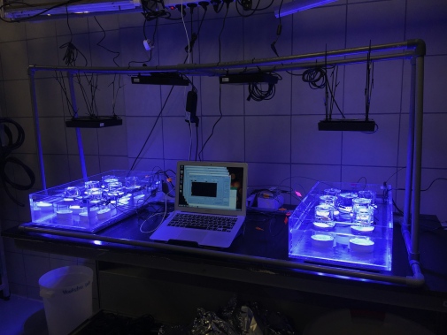 Lab experiments with multiple containers of with corals in different water temperatures.