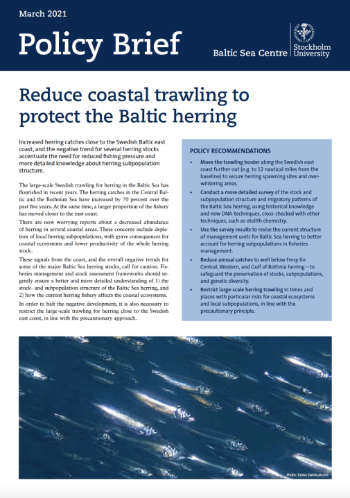 First page of the policy brief. Illustrating a herring school. Photo: Tobias Dahlin/Azote